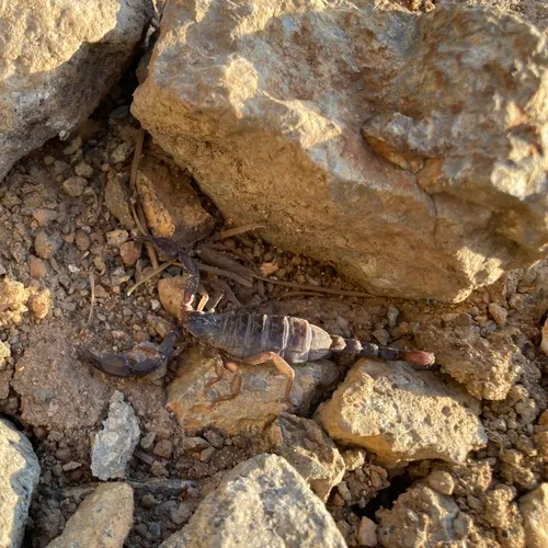 Western Forest Scorpion