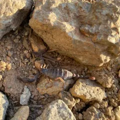 Western Forest Scorpion thumbnail 1