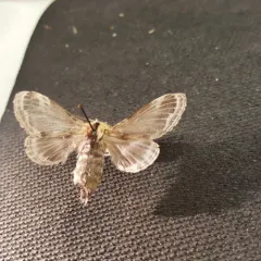 Larch Tolype Moth thumbnail 4