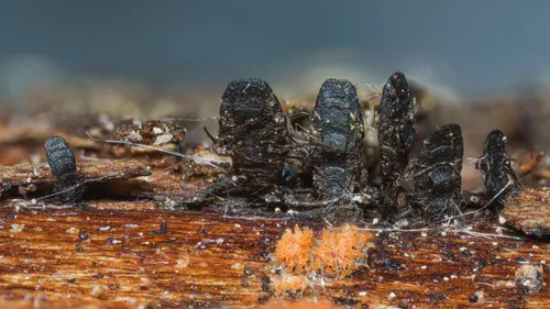 Glyphium corrugatum