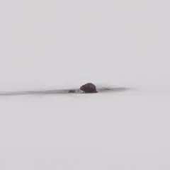 Muskrat thumbnail 2