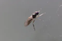Leptopeza flavipes thumbnail 2