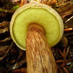 admirable bolete thumbnail 3