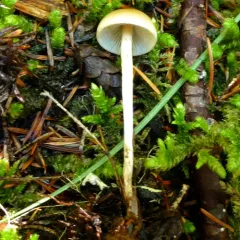 Hypholoma dispersum thumbnail 2
