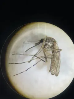 Grossbeck's Speckled Mosquito thumbnail 2