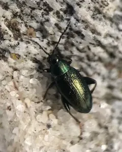 Phyllotreta chalybeipennis thumbnail 2