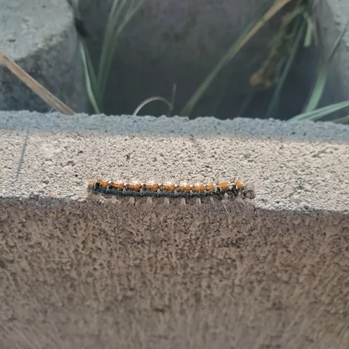 Pacific Tent Caterpillar