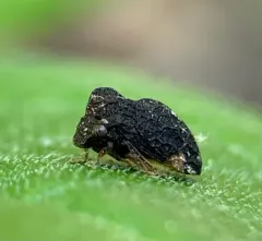 Publilia reticulata thumbnail 2