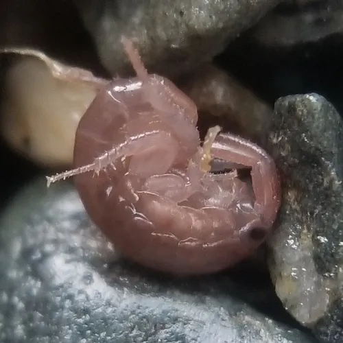 Platorchestia platensis