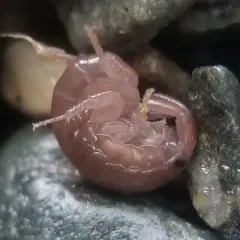 Platorchestia platensis thumbnail 1