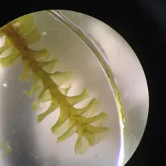 Notched Rustwort thumbnail 2