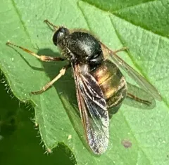 Eulonchus tristis thumbnail 3