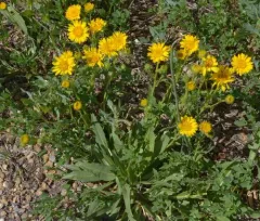 lance-leaved goldenweed thumbnail 4