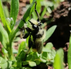 Laphria astur thumbnail 2
