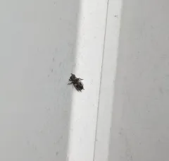 Pogonocherus penicillatus thumbnail 3