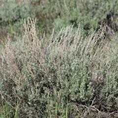 low sagebrush thumbnail 3