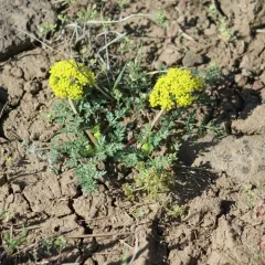 Cous-root Desert-parsley thumbnail 3