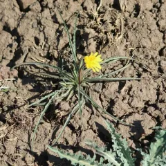 sagebrush false-dandelion thumbnail 4