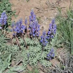rock lupine thumbnail 2