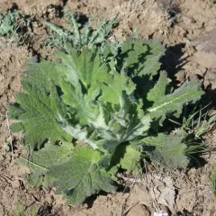 Mediterranean sage thumbnail 2