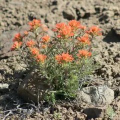 Desert Paintbrush thumbnail 4