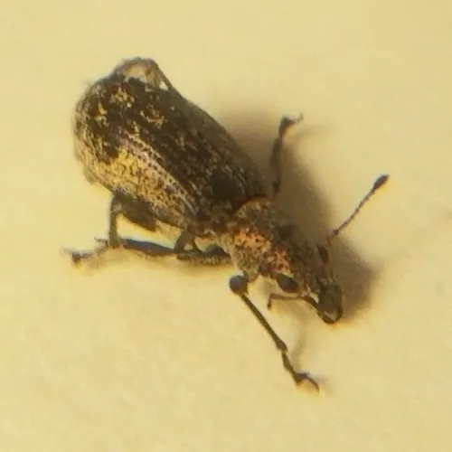 Deer Broad-nosed Weevil