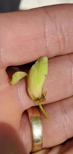 Bird-Cherry Pocket thumbnail 1