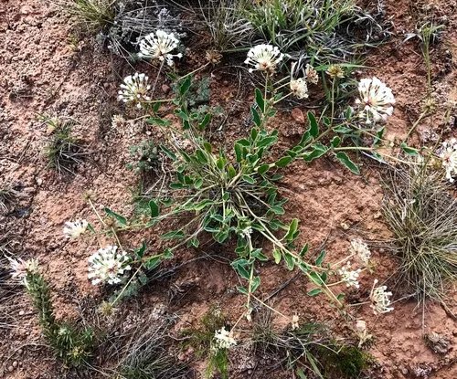 Snowball Sand Verbena