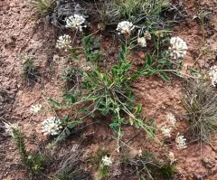 Snowball Sand Verbena thumbnail 1