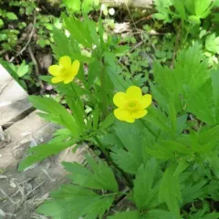 fen crowfoot thumbnail 3