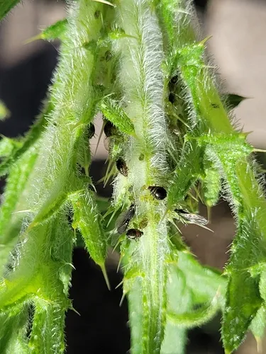 Plum-thistle Aphid