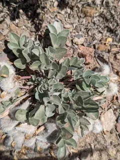 Newberry's Milkvetch thumbnail 2