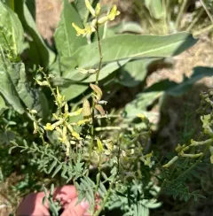 hermit milkvetch thumbnail 2