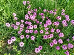 rose vervain thumbnail 1