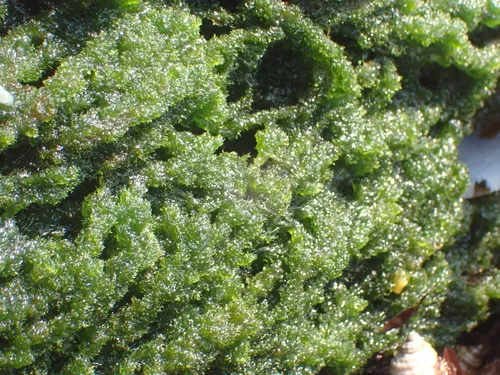 Acrosiphonia spinescens