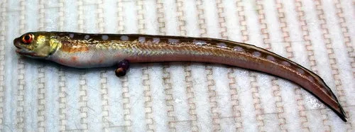 Fawn Cusk-eel