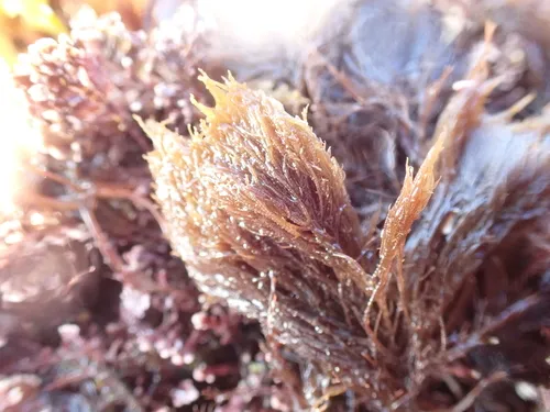 Ceramium deslongchampsii