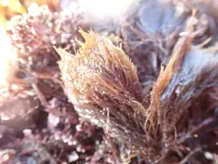 Ceramium deslongchampsii thumbnail 1