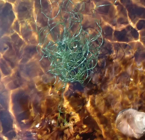 Chaetomorpha picquotiana