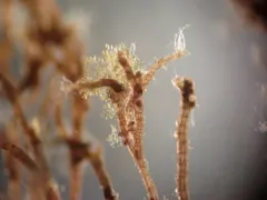 Vertebrata fucoides thumbnail 2