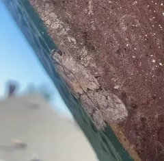 Beehive Honey Moth thumbnail 2