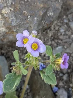 naked-stemmed phacelia thumbnail 4