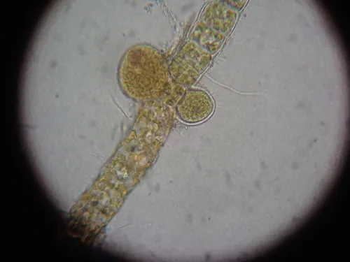 Isthmoplea sphaerophora