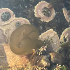 Oyster-thief thumbnail 1