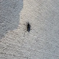 Roughened Darkling Beetle thumbnail 3