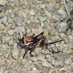 Mormon Cricket thumbnail 3