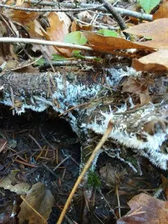 Hydnocristella himantia thumbnail 4