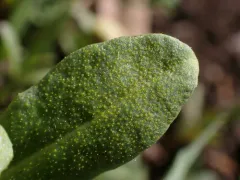 Puccinia thlaspeos thumbnail 2