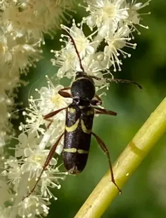 Clytus pacificus thumbnail 3
