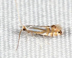 Marginal Tentiform Oak Leafminer thumbnail 2